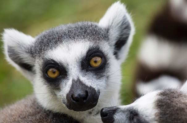 Madagascar: The Musical dates for your diary